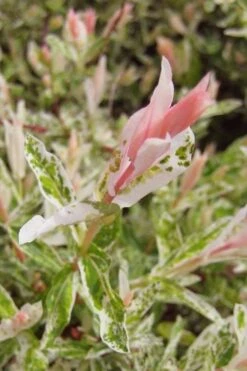 Flamingo Dappled Willow (Shrub Form) - 2 Gallon Pot -Cheap PLANTS Store salix integra flamingo dappled willow bush 3