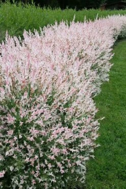 Flamingo Dappled Willow (Shrub Form) - 2 Gallon Pot -Cheap PLANTS Store salix integra flamingo dappled willow bush 4
