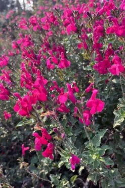 Heatwave Brilliance Salvia (Sage) - 1 Gallon Pot -Cheap PLANTS Store salvia greggii heatwave brilliance 10