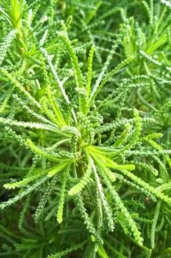 Green Santolina (Lavender Cotton) - 5 Pack Of Quart Pots 15 Green Santolina (Lavender Cotton) - 5 Pack Of Quart Pots -Cheap PLANTS Store santolina virens green lavender cotton 10