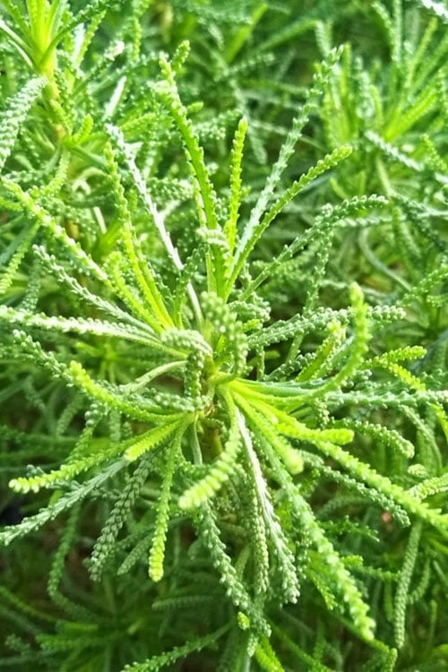 Green Santolina (Lavender Cotton) - 5 Pack Of Quart Pots 7 Green Santolina (Lavender Cotton) - 5 Pack Of Quart Pots - Image 5