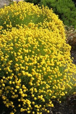 Green Santolina (Lavender Cotton) - 5 Pack Of Quart Pots