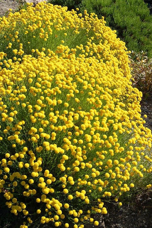 Green Santolina (Lavender Cotton) - 5 Pack Of Quart Pots 3 Green Santolina (Lavender Cotton) - 5 Pack Of Quart Pots