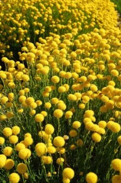 Green Santolina (Lavender Cotton) - 5 Pack Of Quart Pots 17 Green Santolina (Lavender Cotton) - 5 Pack Of Quart Pots -Cheap PLANTS Store santolina virens green lavender cotton 6