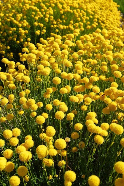 Green Santolina (Lavender Cotton) - 5 Pack Of Quart Pots 9 Green Santolina (Lavender Cotton) - 5 Pack Of Quart Pots - Image 7