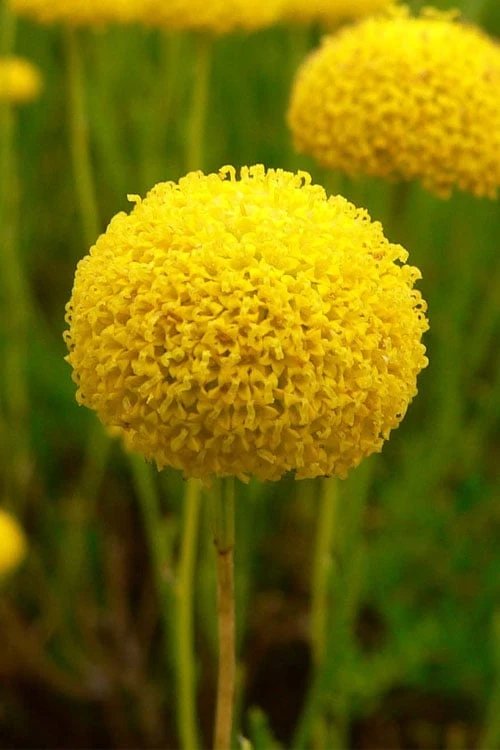 Green Santolina (Lavender Cotton) - 5 Pack Of Quart Pots 11 Green Santolina (Lavender Cotton) - 5 Pack Of Quart Pots - Image 9