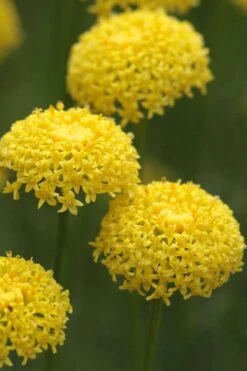 Green Santolina (Lavender Cotton) - 5 Pack Of Quart Pots 14 Green Santolina (Lavender Cotton) - 5 Pack Of Quart Pots -Cheap PLANTS Store santolina virens green lavender cotton 8