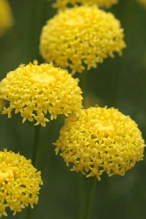 Green Santolina (Lavender Cotton) - 5 Pack Of Quart Pots 6 Green Santolina (Lavender Cotton) - 5 Pack Of Quart Pots - Image 4