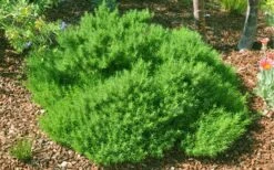 Green Santolina (Lavender Cotton) - 5 Pack Of Quart Pots 16 Green Santolina (Lavender Cotton) - 5 Pack Of Quart Pots -Cheap PLANTS Store santolina virens green lavender cotton 9