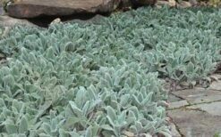 Silver Carpet Lambs Ears (Stachys) - 6 Pack Of Pint Pots -Cheap PLANTS Store stachys byzantina silver carpet lambs ears 5