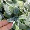 Silky Fleece Dwarf Lambs Ear (Stachys Byzantina) - 10 Pack Of Quarts Pots 1 Silky Fleece Dwarf Lambs Ear (Stachys Byzantina) - 10 Pack Of Quarts Pots -Cheap PLANTS Store stachys byzantine silky fleece lambs ear 100
