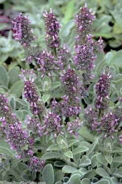 Silky Fleece Dwarf Lambs Ear (Stachys Byzantina) - 10 Pack Of Quarts Pots 11 Silky Fleece Dwarf Lambs Ear (Stachys Byzantina) - 10 Pack Of Quarts Pots -Cheap PLANTS Store stachys byzantine silky fleece lambs ear 101