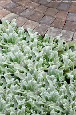 Silky Fleece Dwarf Lambs Ear (Stachys Byzantina) - 10 Pack Of Quarts Pots 12 Silky Fleece Dwarf Lambs Ear (Stachys Byzantina) - 10 Pack Of Quarts Pots -Cheap PLANTS Store stachys byzantine silky fleece lambs ear 104