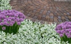 Silky Fleece Dwarf Lambs Ear (Stachys Byzantina) - 10 Pack Of Quarts Pots 10 Silky Fleece Dwarf Lambs Ear (Stachys Byzantina) - 10 Pack Of Quarts Pots -Cheap PLANTS Store stachys byzantine silky fleece lambs ear 105