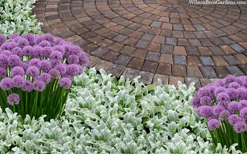 Silky Fleece Dwarf Lambs Ear (Stachys Byzantina) - 10 Pack Of Quarts Pots 5 Silky Fleece Dwarf Lambs Ear (Stachys Byzantina) - 10 Pack Of Quarts Pots - Image 3