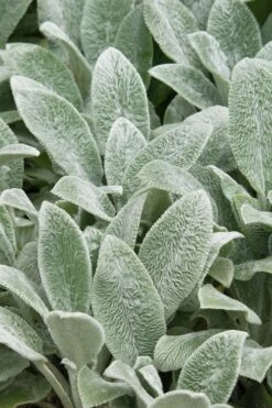 Silver Carpet Lambs Ears (Stachys) - 6 Pack Of Pint Pots -Cheap PLANTS Store stachys byzantine silver carpet lambs ears 2