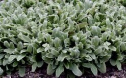 Silky Fleece Dwarf Lambs Ear (Stachys Byzantina) - 5 Pack Of Quarts Pots -Cheap PLANTS Store stachys silky fleece 2