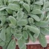 Silky Fleece Dwarf Lambs Ear (Stachys Byzantina) - 5 Pack Of Quarts Pots 2 Silky Fleece Dwarf Lambs Ear (Stachys Byzantina) - 5 Pack Of Quarts Pots -Cheap PLANTS Store stachys silky fleece 3