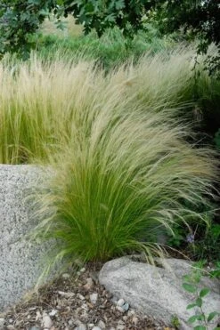 Pony Tails Mexican Feather Grass (Stipa Tennuissima) - 3 Pack Of Quart Pots -Cheap PLANTS Store stipa tenuissima ponytails mexican feather grass 107