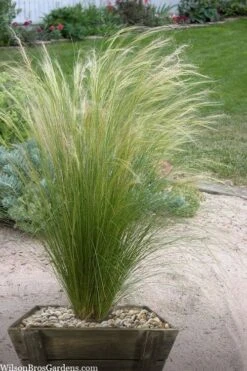 Pony Tails Mexican Feather Grass (Stipa Tennuissima) - 3 Pack Of Quart Pots -Cheap PLANTS Store stipa tenuissima ponytails mexican feather grass 111