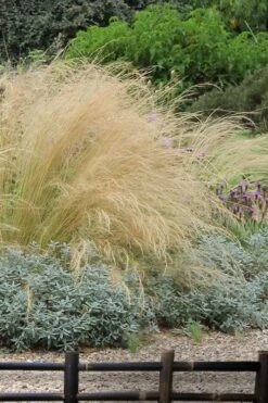 Pony Tails Mexican Feather Grass (Stipa Tennuissima) - 3 Pack Of Quart Pots -Cheap PLANTS Store stipa tenuissima ponytails mexican feather grass 117
