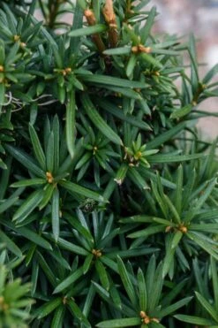 Beanpole Columnar Yew (Taxus Media) - 1 Gallon Pot -Cheap PLANTS Store taxus media beanpole yew 3
