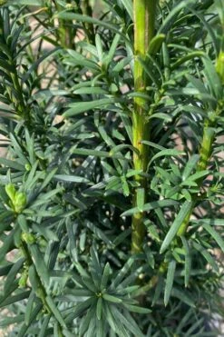 Maureen Columnar Yew (Taxus Hybrid) - 2 Gallon Pot -Cheap PLANTS Store taxus x media maureen columnar yew 1 1