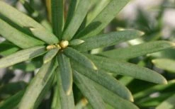 Maureen Columnar Yew (Taxus Hybrid) - 2 Gallon Pot -Cheap PLANTS Store taxus x media maureen columnar yew 2 1