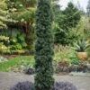 Maureen Columnar Yew (Taxus Hybrid) - 2 Gallon Pot