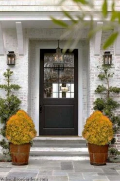 Fire Chief Arborvitae - 1 Gallon Pot 12 Fire Chief Arborvitae - 1 Gallon Pot -Cheap PLANTS Store thuja fire chief arborvitae 104 2