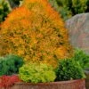 Fire Chief Arborvitae - 1 Gallon Pot -Cheap PLANTS Store thuja fire chief arborvitae 106 2