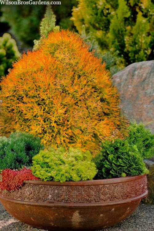 Fire Chief Arborvitae - 1 Gallon Pot 3 Fire Chief Arborvitae - 1 Gallon Pot