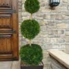 Emerald Green Arborvitae Poodle Tier Topiary (3 Ball) - 5 Gallon Pot -Cheap PLANTS Store thuja occidentalis emerald green arborvitae 3 ball poodle tier topiary 1