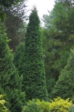 North Pole Arborvitae (Thuja) - 2 Gallon Pot -Cheap PLANTS Store thuja occidentalis north pole arborvitae 1