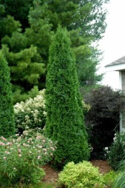 North Pole Arborvitae (Thuja) - 2 Gallon Pot -Cheap PLANTS Store thuja occidentalis north pole arborvitae 2
