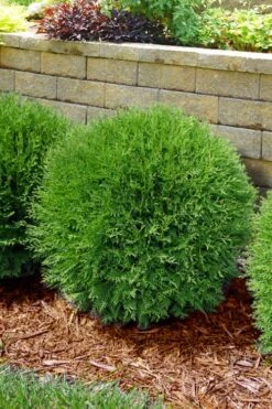 Planet Earth Arborvitae - 3 Gallon Pot -Cheap PLANTS Store thuja occidentalis planet earth arborvitae 4