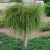 Whipcord Arborvitae (Single Trunk Topiary Tree) - 2 Gallon Pot 1 Whipcord Arborvitae (Single Trunk Topiary Tree) - 2 Gallon Pot -Cheap PLANTS Store thuja plicata whipcord arbirvitae topiary tree 1