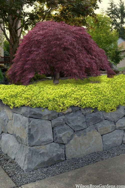 Archers Gold Lemon Thyme - Thymus Citriodorus - 5 Pack Of Pint Pots 3 Archers Gold Lemon Thyme - Thymus Citriodorus - 5 Pack Of Pint Pots