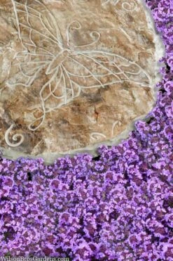 Caborn Wine & Roses Creeping Thyme - 5 Pack Of Quart Pots -Cheap PLANTS Store thymus caborn wine and roses 2