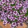 Caborn Wine & Roses Creeping Thyme - 5 Pack Of Quart Pots 1 Caborn Wine & Roses Creeping Thyme - 5 Pack Of Quart Pots -Cheap PLANTS Store thymus caborn wine and roses 3