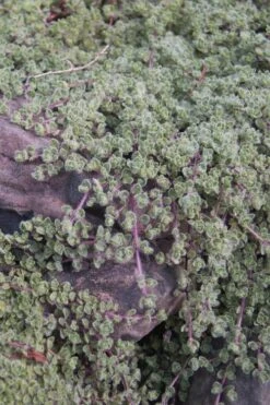 Woolly Creeping Thyme (Thymus Lanuginosis) - 5 Pack Of Pint Pots -Cheap PLANTS Store thymus lanuginosis wooly thyme 11