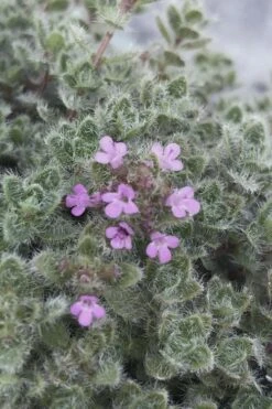 Woolly Creeping Thyme (Thymus Lanuginosis) - 5 Pack Of Pint Pots -Cheap PLANTS Store thymus lanuginosis wooly thyme 5