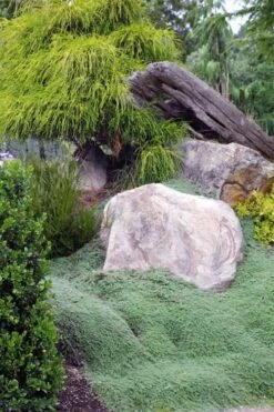 Woolly Creeping Thyme (Thymus Lanuginosis) - 5 Pack Of Pint Pots -Cheap PLANTS Store thymus lanuginosis wooly thyme 8