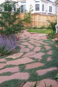 Woolly Creeping Thyme (Thymus Lanuginosis) - 5 Pack Of Pint Pots -Cheap PLANTS Store thymus lanuginosis wooly thyme 9