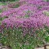 Magic Carpet Creeping Thyme (Thymus Serpyllum) - 6 Pack Of Pint Pots -Cheap PLANTS Store thymus serpyllum magic carpet creeping thyme 8