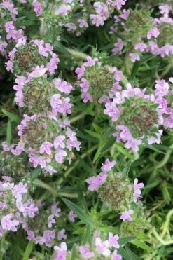 Spicy Orange Thyme - 6 Pack Of Pint Pots -Cheap PLANTS Store thymus spicy orange thyme 11