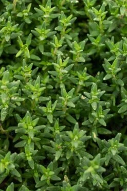 English Thyme (Thymus Vulgaris) - 6 Pack Of Pint Pots -Cheap PLANTS Store thymus vulgaris english thyme 2
