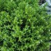 English Thyme (Thymus Vulgaris) - 6 Pack Of Pint Pots 1 English Thyme (Thymus Vulgaris) - 6 Pack Of Pint Pots -Cheap PLANTS Store thymus vulgaris english thyme 3