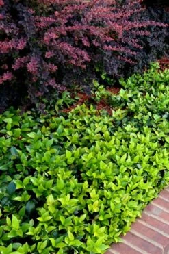 Asian Jasmine - Asiatic Jasmine - 1 Gallon Pot -Cheap PLANTS Store trachelospermum asiaticum asian jasmine 2