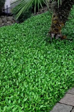 Asian Jasmine - Asiatic Jasmine - 1 Gallon Pot -Cheap PLANTS Store trachelospermum asiaticum asian jasmine 3